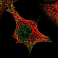 Anti-CDIPT antibody produced in rabbit 