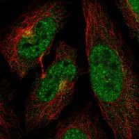 Anti-CDK13 antibody produced in rabbit 