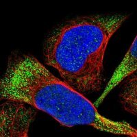 Anti-CDPF1 antibody produced in rabbit