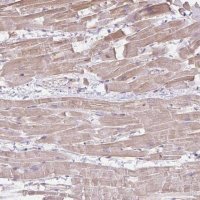 Anti-CDRT15 antibody produced in rabbit 