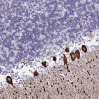 Anti-CDX4 antibody produced in rabbit 