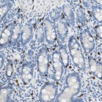Anti-CEACAM1 antibody produced in rabbit 