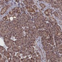 Anti-CEACAM21 antibody produced in rabbit 
