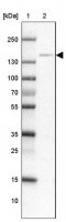 Anti-CEBPZ antibody produced in rabbit HPA052065-100UL