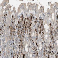 Anti-CECR1 antibody produced in rabbit
