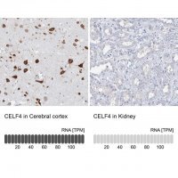 Anti-CELF4 antibody produced in rabbit 