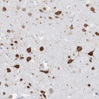Anti-CELF4 antibody produced in rabbit 