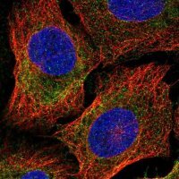 Anti-CELF6 antibody produced in rabbit