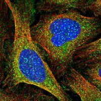 Anti-CENPI antibody produced in rabbit 