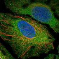 Anti-CENPM antibody produced in rabbit 