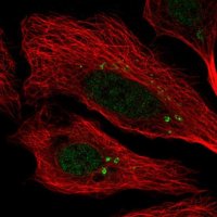 Anti-CEP112 antibody produced in rabbit 