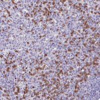 Anti-CEP120 antibody produced in rabbit 