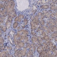 Anti-CEP128 antibody produced in rabbit 