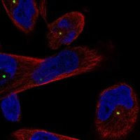 Anti-CEP250 antibody produced in rabbit 