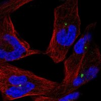Anti-CEP290 antibody produced in rabbit 