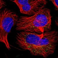 Anti-CEP295NL antibody produced in rabbit 