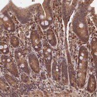 Anti-CEP57L1 antibody produced in rabbit 
