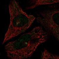 Anti-CEP72 antibody produced in rabbit 