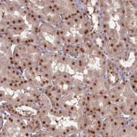 Anti-CEP83 antibody produced in rabbit 