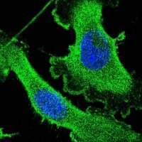 Anti-CEP89 antibody produced in rabbit 