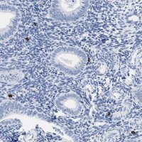 Anti-CER1 antibody produced in rabbit HPA019917-100UL