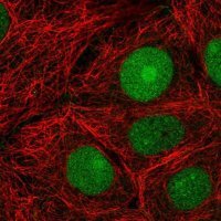 Anti-CERCAM antibody produced in rabbit 