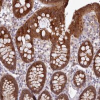 Anti-CES3 antibody produced in rabbit 