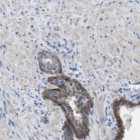 Anti-CFAP20 antibody produced in rabbit