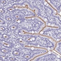 Anti-CFAP69 antibody produced in rabbit 