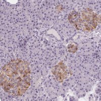 Anti-CFC1 antibody produced in rabbit 