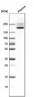 Anti-CFH antibody produced in rabbit 