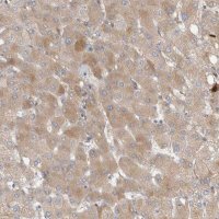 Anti-CFI antibody produced in rabbit HPA024061-100UL