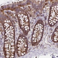 Anti-CFL1 antibody produced in rabbit 