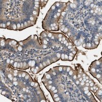 Anti-CFLAR antibody produced in rabbit 