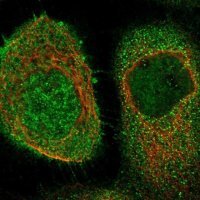 Anti-CFLAR antibody produced in rabbit 