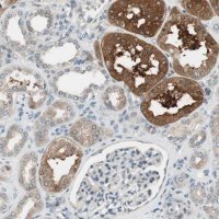 Anti-CGRRF1 antibody produced in rabbit