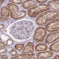 Anti-CHAC1 antibody produced in rabbit 
