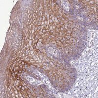 Anti-CHAC2 antibody produced in rabbit 
