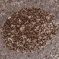 Anti-CHAF1B antibody produced in rabbit