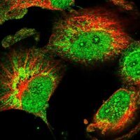 Anti-CHCHD1 antibody produced in rabbit 