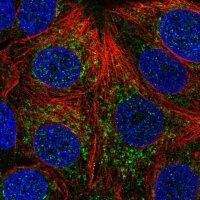 Anti-CHCHD4 antibody produced in rabbit 
