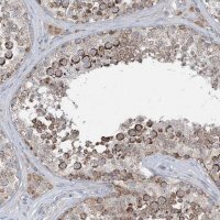Anti-CHCHD5 antibody produced in rabbit 