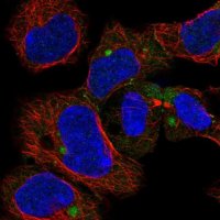 Anti-CHCHD7 antibody produced in rabbit