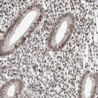 Anti-CHD4 antibody produced in rabbit