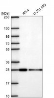 Anti-CHMP3 antibody produced in rabbit 