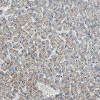 Anti-CHP1 antibody produced in rabbit 