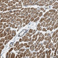 Anti-CHST15 antibody produced in rabbit