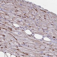 Anti-CITED4 antibody produced in rabbit 