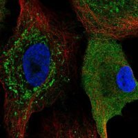 Anti-CKS2 antibody produced in rabbit 