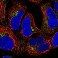 Anti-CLASP2 antibody produced in rabbit 